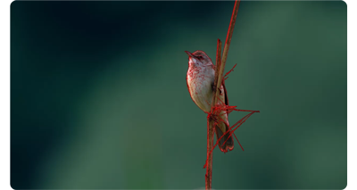 still image of bird against green background with red focus peaking outline