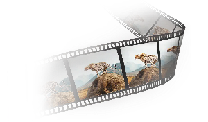 image of 35mm film strip with images of cheetah standing on a rock