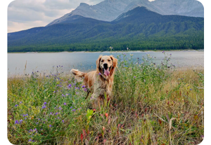 Golden Retreiver stood in tall grass infront of a lake in the alps