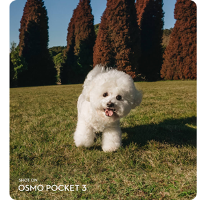 photograph of a small white dog running in a garden shot on DJI Osmo Pocket 3