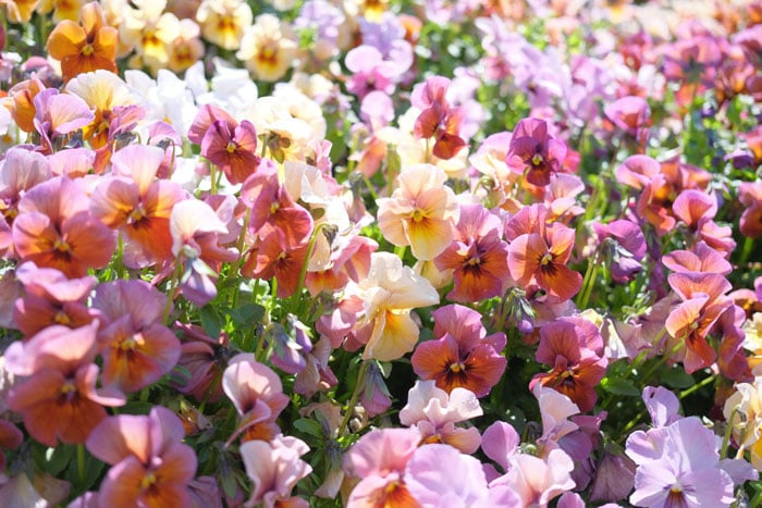fujifilm X-E5 sample photograph of pastel yellow and pink flowers