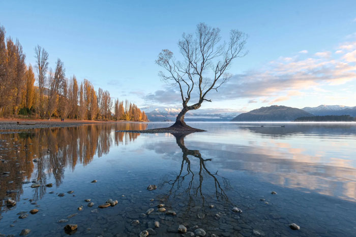 Fujifilm X-E5 sample image of leafless tree standing in lake at sunrise reflecting in clear water