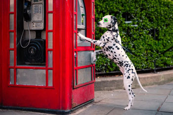 Sample image of dalmation dog standing against red london phone box