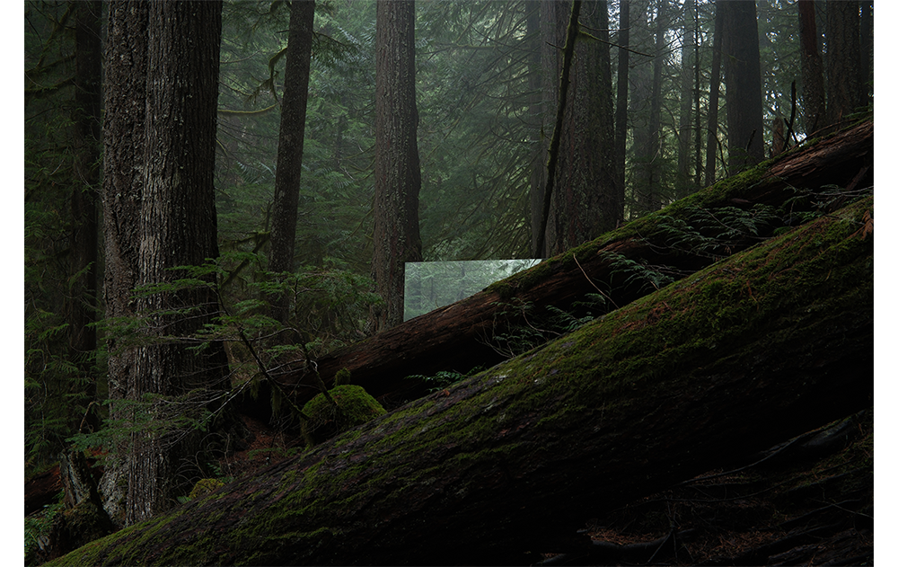 X100VI sample photograph of dense forest with fallen trees crossing frame with a mirror reflecting behind