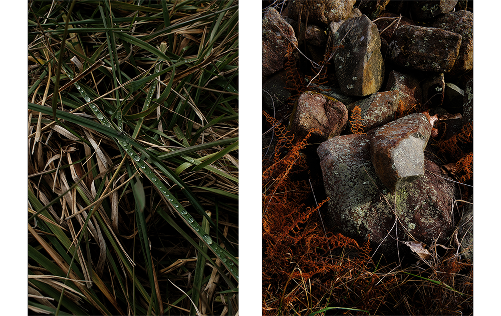 fujifilm x100VI sample macro photographs of water droplets on long blades of grass and moss on stones