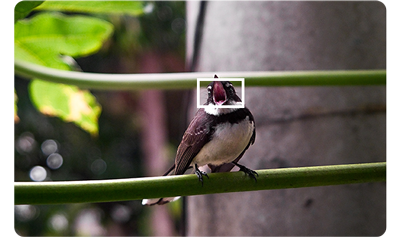 X100VI sample image of bird standing on plant stem with autofocus bracketing around its head