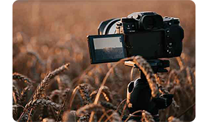 fuji xh2 video recording in a corn field