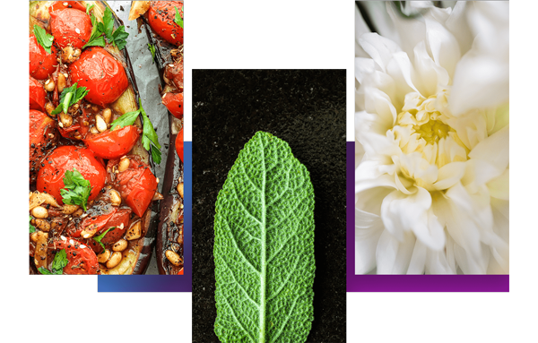 macro images taken with the fujifilm xh2 camera