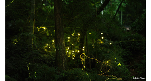 sample image of a forrest with fireflys showcasing the high resolution 40.2MP of the fuji xh2 camera