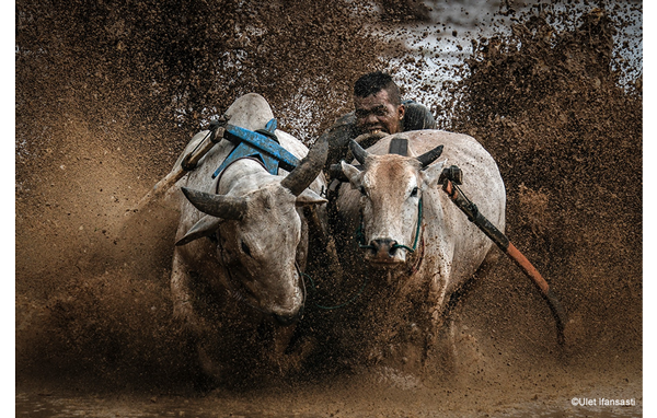 ©︎Ulet Ifansasti, Fujifilm X-H2S Sample Images man Driving Cattle spraying large amounts of mud high into the air