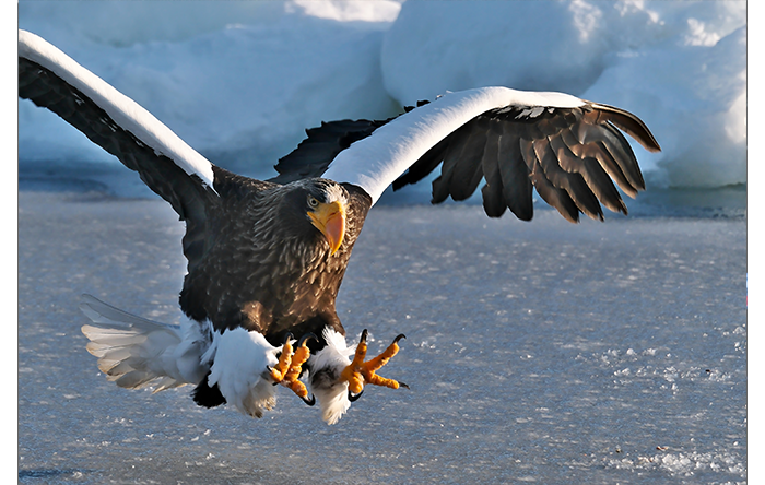 Fujifilm XH2S Sample Images of an eagle swooping above arctic waters with claws extended