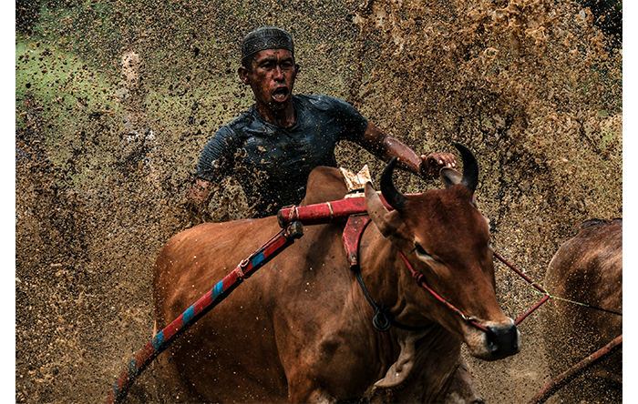 Fujifilm X-H2S Sample Images man Driving Cattle spraying large amounts of mud high into the air