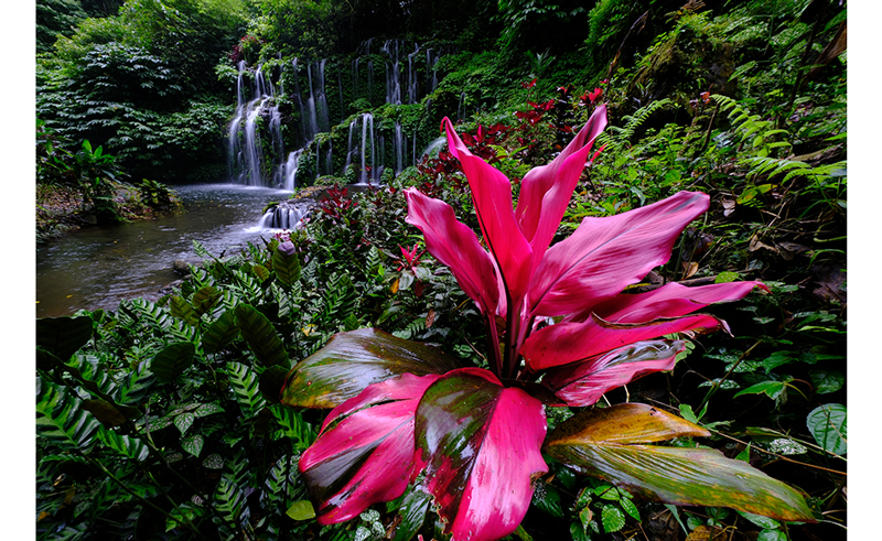 velvia film simulation used on a photo of wildlife near a waterfall using the fuji xs20