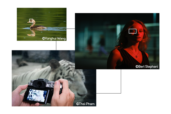 Multiple Samples of Fujifilm XT5 Subject Detection AutoFocus on Animals, birds and people