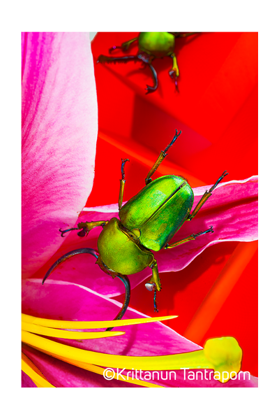 Fuji Xt5 160MP pixel Shift sample image of vibrant green beetle on red and pink flower petals