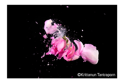 Fuji xT5 sample image of a pink flower breaking apart on a black background