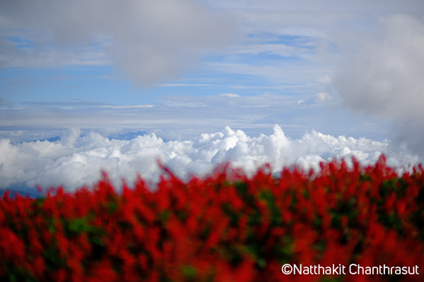 Fujifilm XT5 Velvia Film Simulation sample image of fluffy white clouds in a blue sky over a field of red flowers