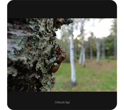 Lumix Leica DG Vario-Elmarit 12-35mm sample image close up of insect on a tree