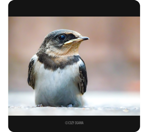 macro photograph by Cozy Ogawa of white and brown swallow bird