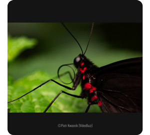 amcro photograph of red and black butterfly on green plant leaf