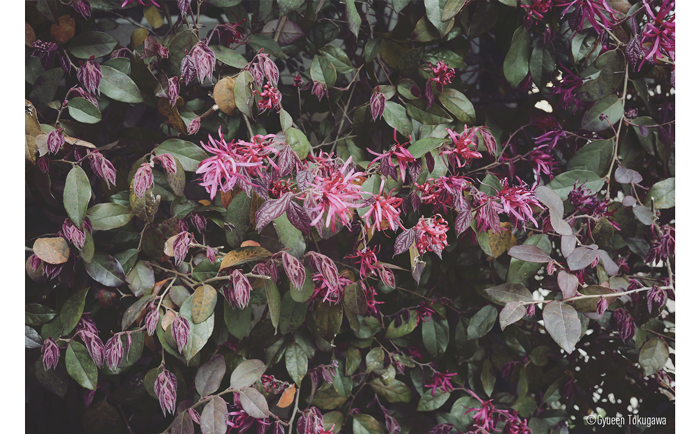 LUMIX S9 and S 26mm Sample Image of pink flowers budding on a tree