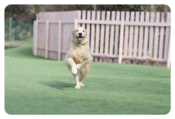 a dog running across a garden captured with the canon r10