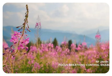 canon r6 mark ii focus breathing example image