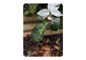 sample image taken with the Fujifilm X half