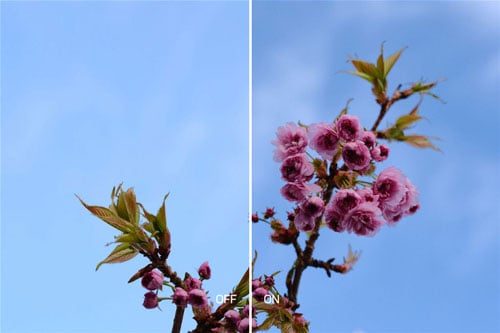 split comparison photograph of pink flowers against bright blue sky