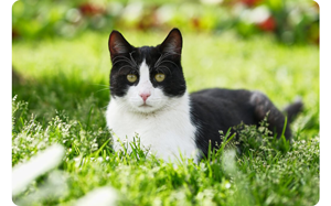sample image of black and white cat sitting in grass in shade and sunlight