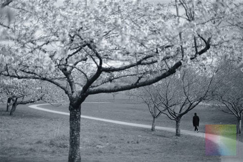 monochrome image of path edged by trees with person walking along