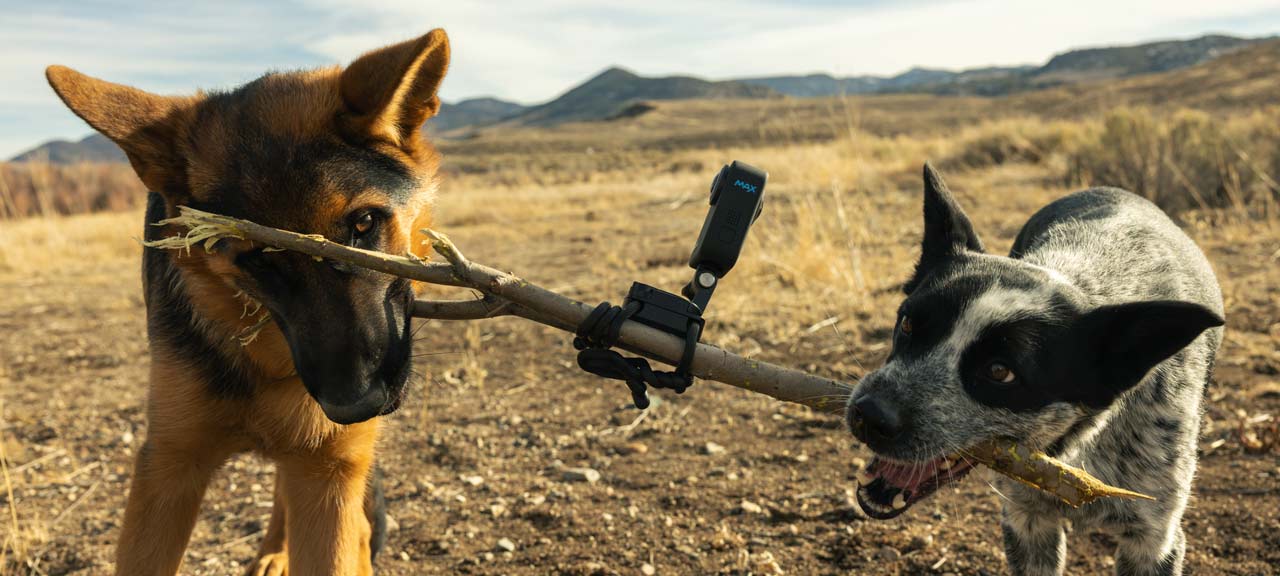 Two dogs playing with stick with GoPro MAX360 mounted capturing video