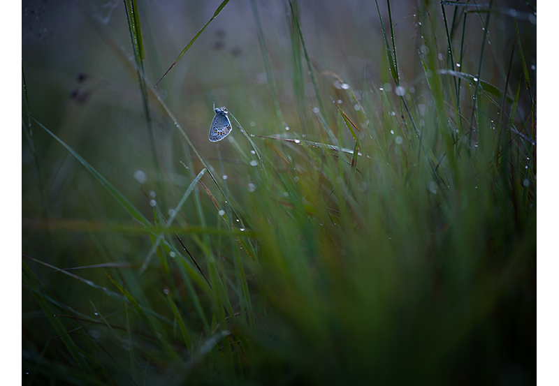 Hasselblad X2D 100C Sample Image of a blue and white butterfly hanging onto tall wet grass