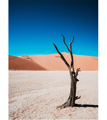 Hasselblad XCD35-75mm F3.5-4.5 Zoom Lens Sample Image of standing dead tree in a desert sandunes with clear blue sky