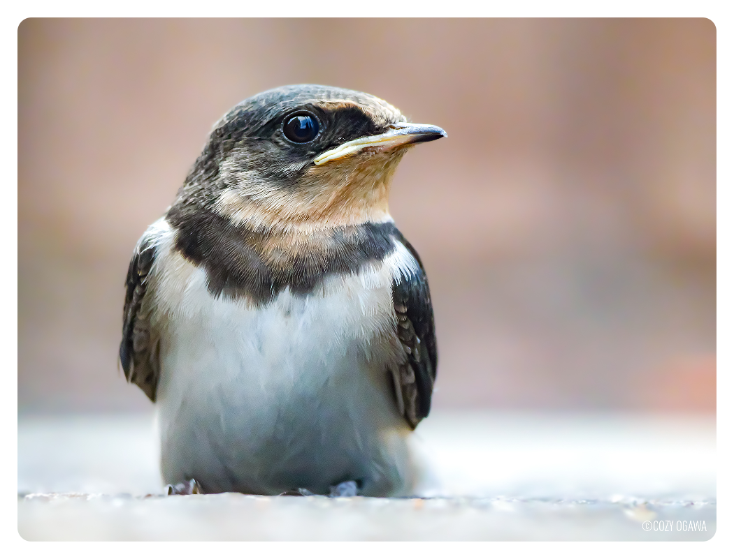 close shot of a small bird, Panasonic Lumix G9 II