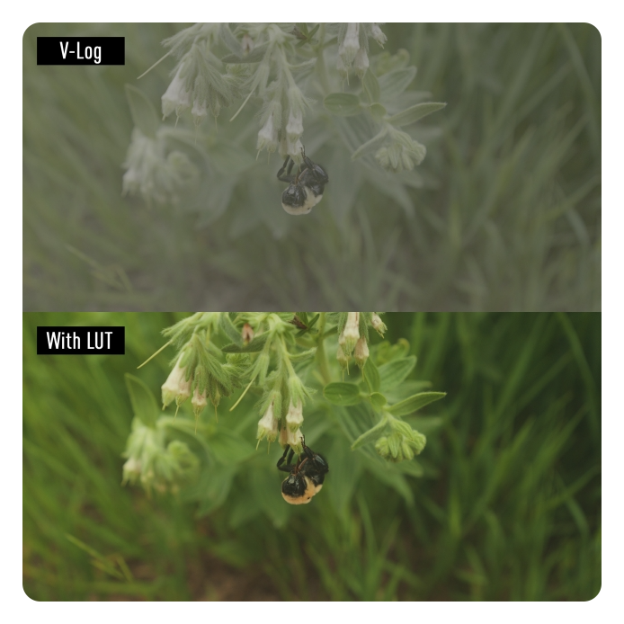 example of v-log and with LUT, Panasonic Lumix G9 II