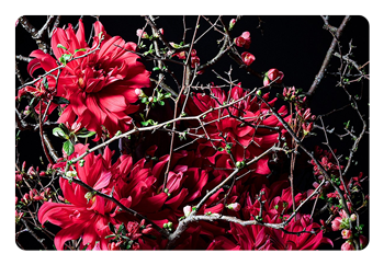 sample image of flowers taken with the Panasonic LUMIX S1IIE