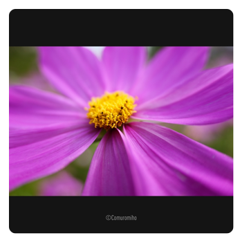 close up image of a flower taken with the lumix lens