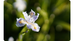 macro photograph of a light purple flower with the stem and leaves of the plant out of focus
