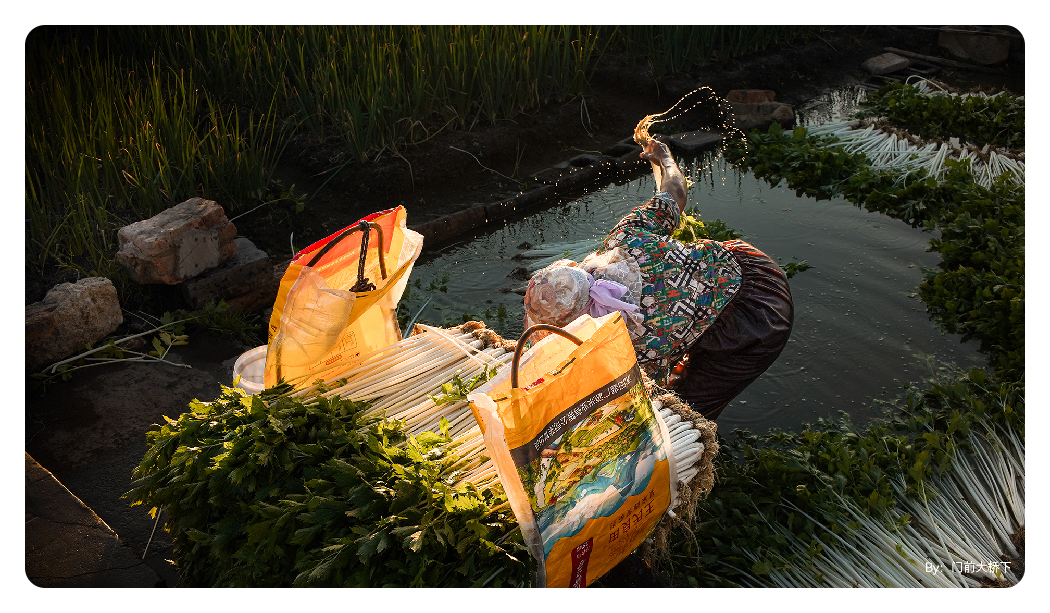 sample image of a woman pulling crops in a field taken with the ttartisan af 35mm f1.8 lens