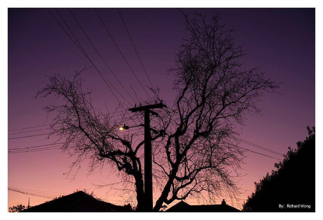 sample image of a tree on a street taken in low light with the ttartisan af 35mm f1.8 lens