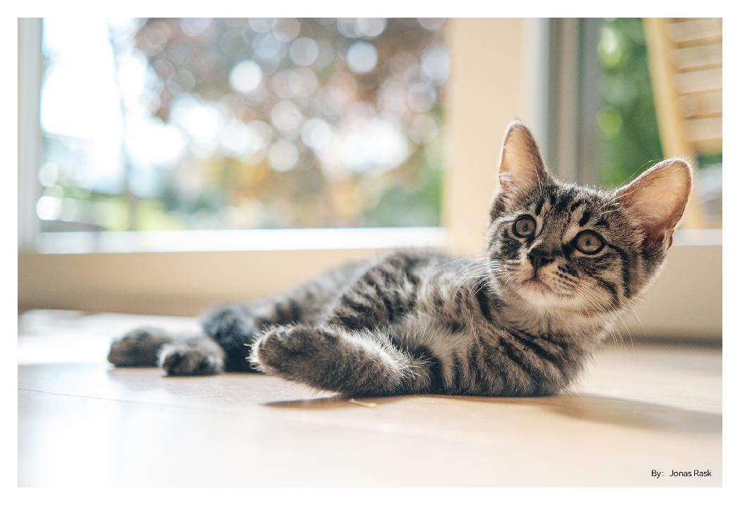 sample image of a cat taken with the ttartisan af 35mm f1.8 lens