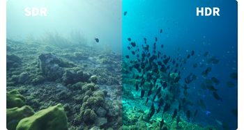 underwater video still showing comparison of SDR and HDR footage of fish swimming