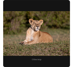 lumix s pro 70-200mm sample image of a lioness sat on a grass plain