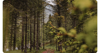 a sample photo of a forest taken with the canon 6d mark ii