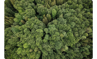 top down view of a forest taken on the canon r5 camera