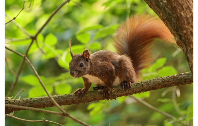 sample photo of a squirrel in a tree taken on the canon r5
