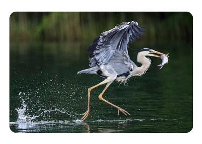 photo of a grey heron skimming the top of a lake taken on the canon r5