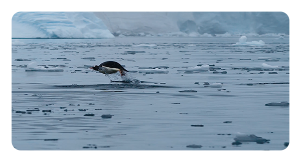 still from a slow motion 4k video of penguins swimming taken with the DJI Mavic 4 Pro drone