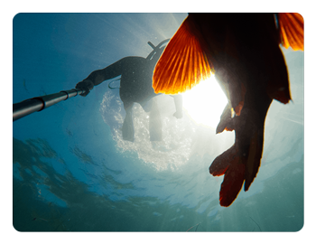 GoPro camera with extension pole being used underneath a fish